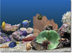 marine aquarium screensaver deluxe