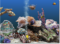 Avanquest Marine Aquarium Deluxe 3